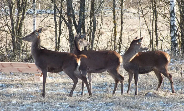 В охотничьем вольере Житковичского лесхоза появились 32 самки благородного оленя. фото